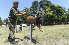 Dog handlers and working dogs in explosives detection training course