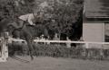 Cavalry units at the hippodrome in 1949