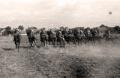 Cavalry units at the hippodrome in 1949