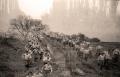 Гардисти на масовном кросу 1950. године