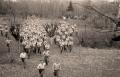 Гардисти на масовном кросу 1950. године
