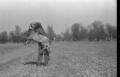 Обука стражарских паса 1952.