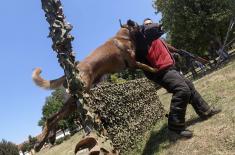 Dog handlers and working dogs in explosives detection training course