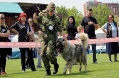 Признања за службене војне псе