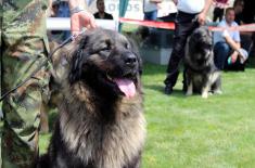 Military working dogs win awards