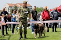 Признања за службене војне псе