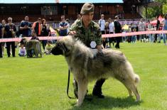 Признања за службене војне псе