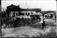 Typhus - Serbia country of death